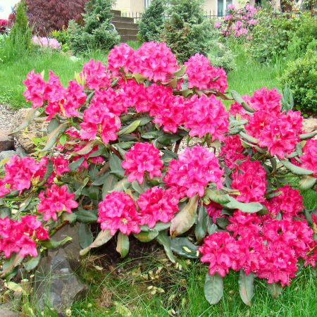 rhododendron 